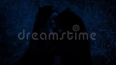 熊在荒野中夜间战斗